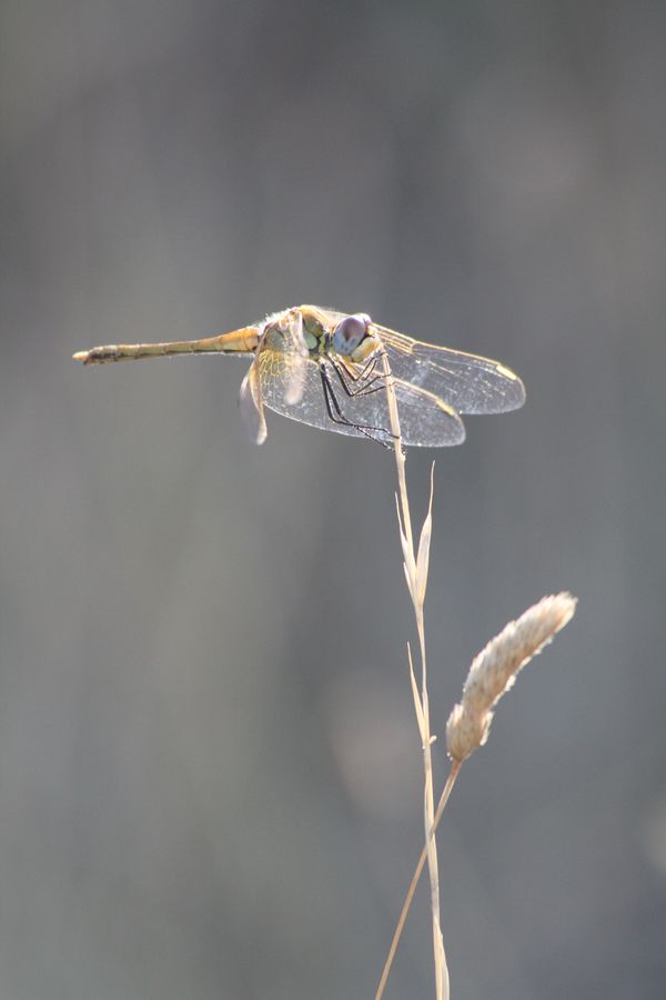 Sympetrum fonscolombii femmina & maschio?